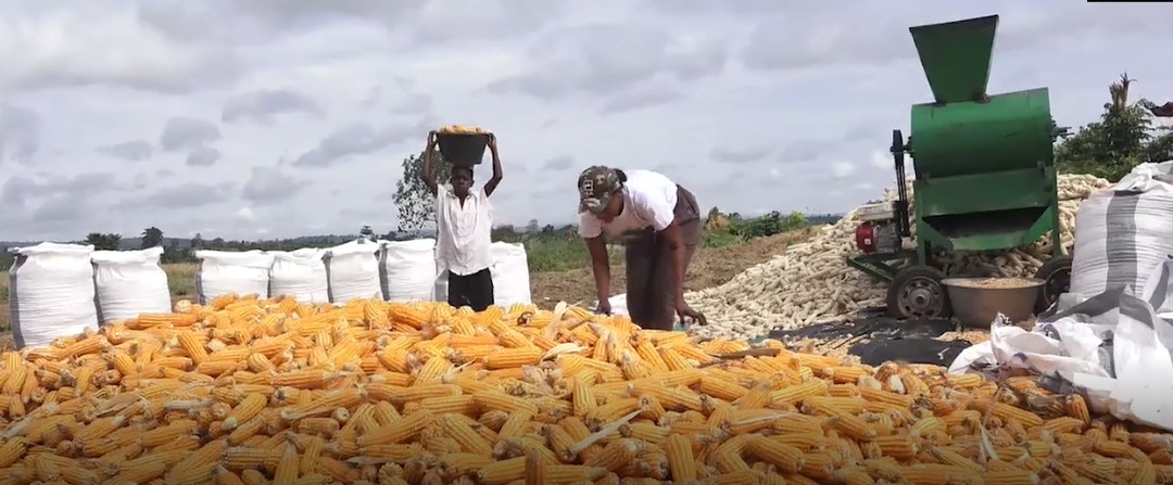 Over 600 bags of maize harvested from Citi FM/Citi TV farm