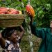 Cocoa farmers in Ghana