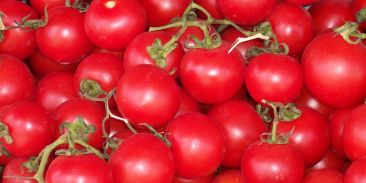 Price of tomatoes fall again