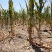 Drought to cause low food production – Agric Ministry