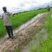 Rice farming in Ghana