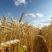 Price of wheat increases in last week of February