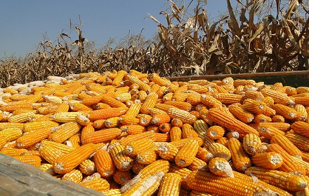 Yellow maize ears harvested at CIMMYT's Tlaltizapán research station, Mexico.

Photo credit: CIMMYT.