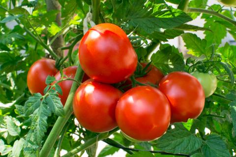 Tomatoes have a kind of nervous system that warns about attacks